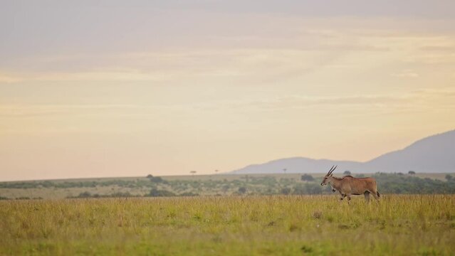 Topi running across the beautiful lush african landscape, mountains in the background on the empty savannah savanna, African Wildlife in Masai Mara