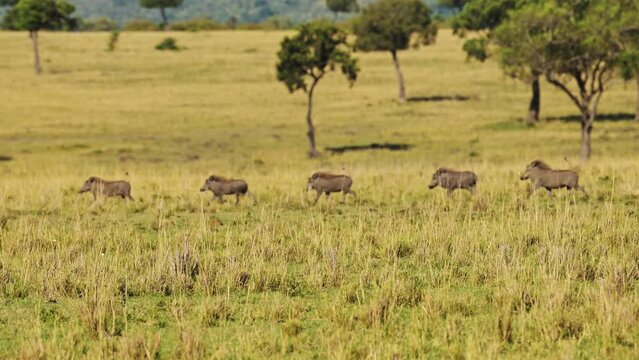 Cheetah Hunting Warthog and Gazelle Animals Running Away Chasing Prey on a Hunt, African Wildlife Being Chased in Africa, Masai Mara, Kenya on Safari in Maasai Mara