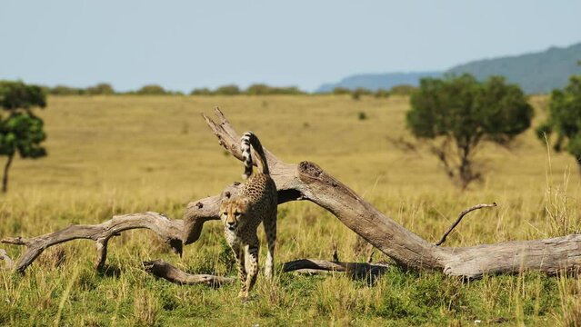 Slow Motion of Young Baby Cheetah Cub Playing, Climbing Dead Tree in African Savanna Landscape Scenery in Masai Mara, Maasai Mara Savannah Plains Scene, African Wildlife Safari Animals