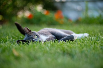 Cat in the garden