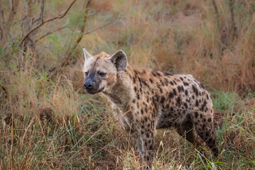 Hyena sniffing grass to pick up strange scents and smells