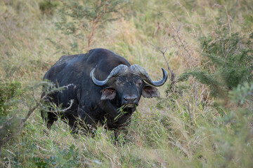 A cape buffalo casually eats grass and watches the photographer