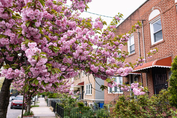 Beautiful Pink Cherry Blossom Tree next to Old Brick Homes in Astoria Queens New York during Spring