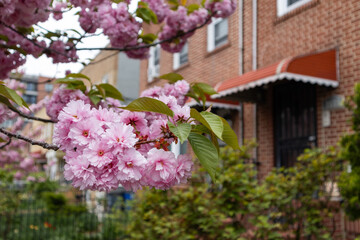 Beautiful Pink Cherry Blossom Tree Branch in front of Old Brick Homes in Astoria Queens New York during Spring