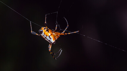 Close up of Leucauge Fastigata Spider, Long-jawed orb weaver on a spider web in nature, Orange spider photo, Selective focus.