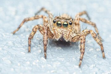 Close up a colorful jumping spider on cement floor, Selective focus, macro shot, Thailand