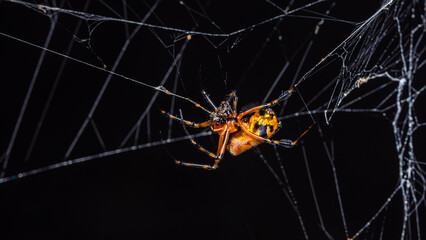 Close up of Leucauge Fastigata Spider, Long-jawed orb weaver on a spider web in nature, Orange spider photo, Selective focus.