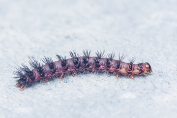 Black hairy nine-spotted moth caterpillar moving on floor.