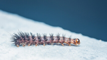 Black hairy nine-spotted moth caterpillar moving on floor.