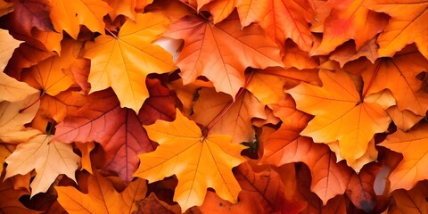 Naklejka na ściany i meble Background group autumn orange leaves, AI generative