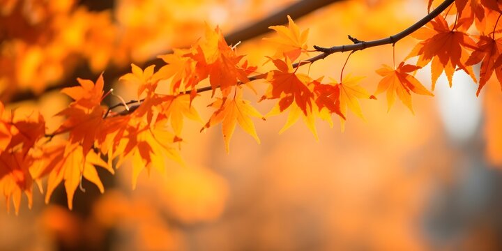 Beautiful maple leaves in autumn sunny day in foreground and blurry background in Kyushu, Japan. No people, close up, copy space, macro shot. AI generative