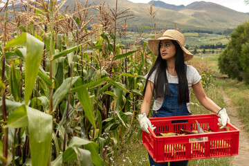 Mujer saliendo de la plantación de maíz con su gaveta llena de choclos