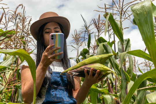 Mujer joven latina haciendo un control de calidadcon su tel&eacute;fono de un sembrio de ma&iacute;z 