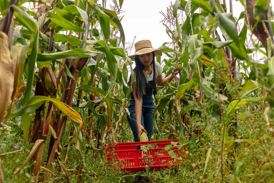 Mujer latina con sombrero y oberol colocando una mazorca en la gaveta roja dentro de un  cultivo sostenible