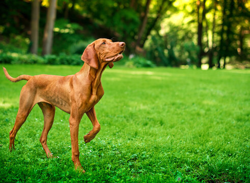 The dog of the Hungarian Vizsla breed stands on the green grass against the background of the park. The dog is alert and raised its paw. The photo is blurred.