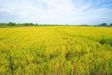 Yellow rice field with blue sky