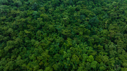 aerial view of dark green forest Abundant natural ecosystems of rainforest. Concept of nature forest preservation and reforestation.	