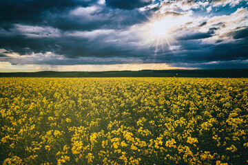 Fototapeta na wymiar The sun breaking through storm clouds in a flowering rapeseed field. Aesthetics of vintage film.
