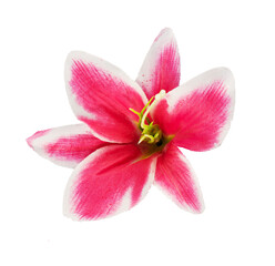 Fototapeta na wymiar pink lilies floral isolated element