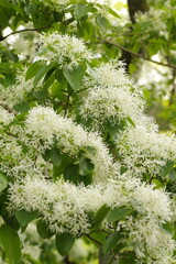 ヒトツバタゴの花