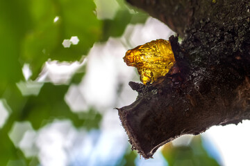 Gum. Frozen sticky sap of a tree. Sticky cherry juice.