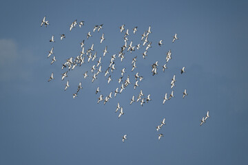 flock of Black-tailed godwits // Uferschnepfen auf dem Zug (Limosa limosa) 