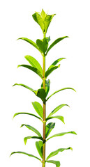 new tree branches with young leaves isolated