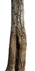 Deurstickers natural tree trunk isolated element © berkahjayamaterial