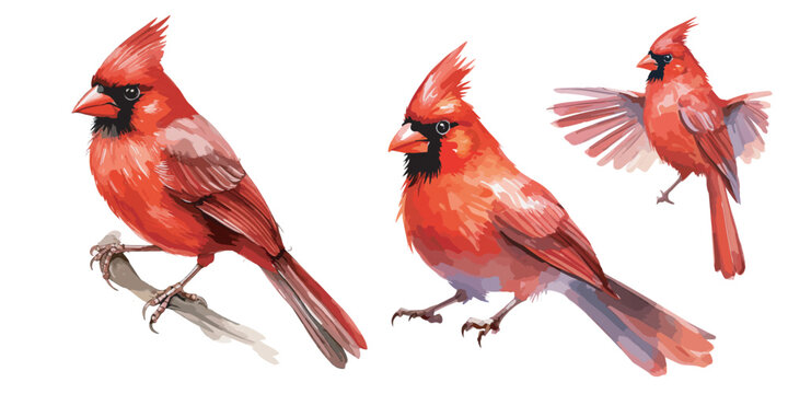 Watercolor Red Cardinal Bird clipart for graphic resources