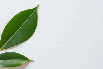 Beautiful Leaf Background with White Paper A Refreshing and Serene Combination