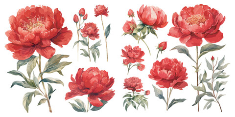 Watercolor red peony clipart for graphic resources © Dgillustration12u