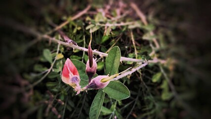 spider on a flower