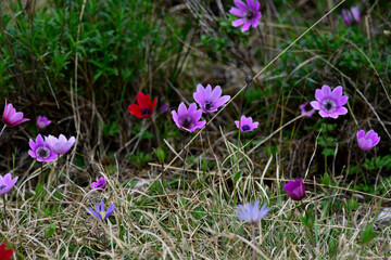 Poppy anemone // Kronen-Anemone (Anemone coronaria) - Mt. Olympos, Greece