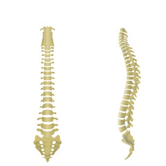 脊椎全体の形がわかるイラスト