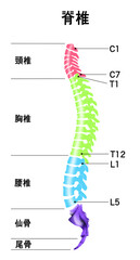 脊椎全体の形がわかるイラスト