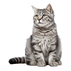 shorthair cat isolated on transparent background cutout