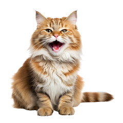 Obraz premium cat isolated on transparent background cutout