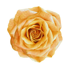 Yellow rose flower  on  isolated background with clipping path. Closeup. For design. Transparent background.   Nature.
