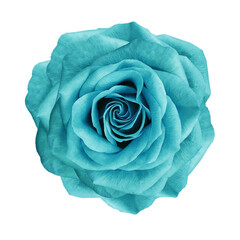 Turquoise   rose flower  on   isolated background with clipping path. Closeup. For design.   Transparent background. Nature.