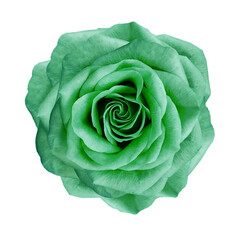 Green  rose flower  on   isolated background with clipping path. Closeup. For design.  Transparent...