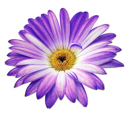 Purple  gerbera  flower  on isolated background with clipping path. Closeup. For design. Transparent background.   Nature.