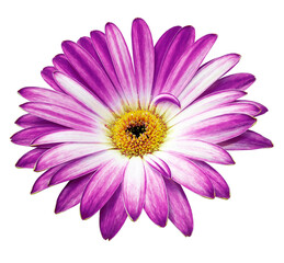 Purple  gerbera  flower  on white isolated background with clipping path. Closeup. For design.. Transparent background.  Nature.