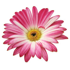 Pink gerbera  flower  on  isolated background with clipping path. Closeup. For design.  ...