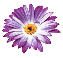 Purple  gerbera  flower  on white isolated background with clipping path. Closeup. For design. . Transparent background.  Nature.