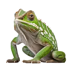 Foto op Plexiglas green chameleon isolated on transparent background cutout © Papugrat