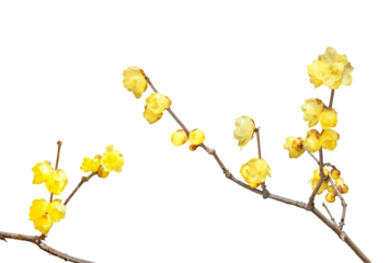 ロウバイ　1月撮影