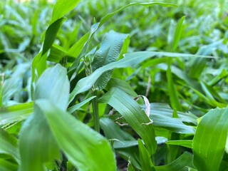 Beautiful Green grass close up with bokeh. Natural background texture. Fresh grass