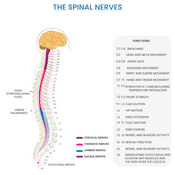 Spinal nerves connect spinal cord to body, enabling sensory and motor functions