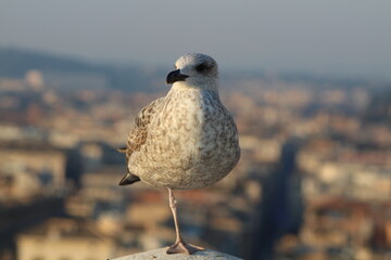 portrait of bird in florence italy 