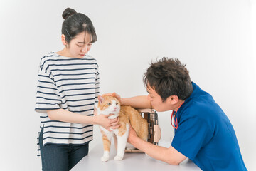 Obraz na płótnie Canvas 動物病院で獣医師に診察を受ける猫と飼い主のアジア人女性（ペット） 